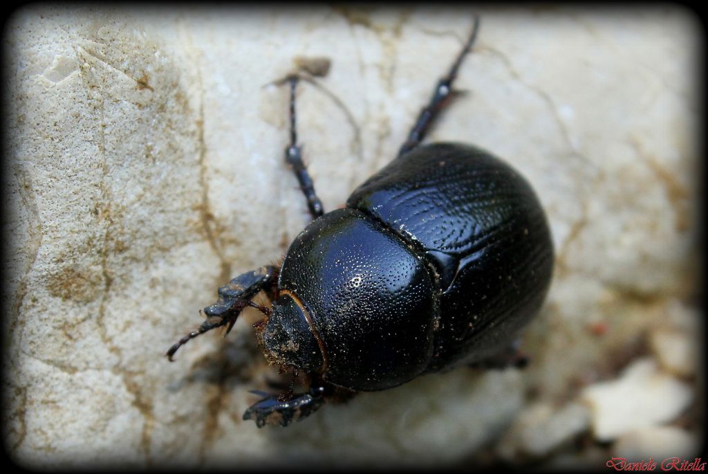 Pentodon bidens ssp. punctatus  - Dynastidae